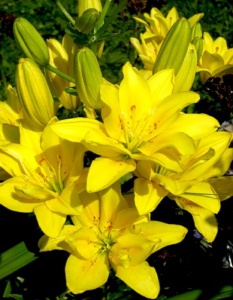 Луковица Лилия Фата Моргана 3 шт/уп