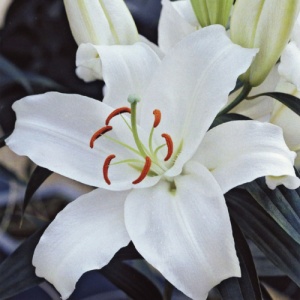 Луковица НВМ Лилия Родольфа 12/14 2шт/уп