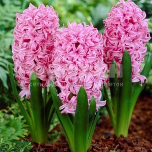 Луковица НВМ Гиацинт Пинк Перл 14/15 розовый 3шт