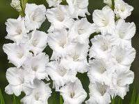 Луковица НВМ Гладиолус Момбаса 5 шт/уп