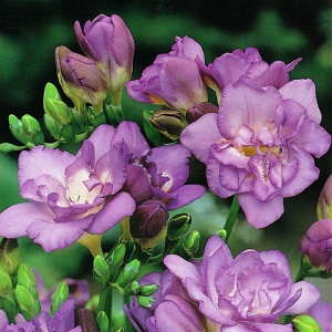 Луковица НВМ Фрезия Дабл Блю 5/+ 10шт/уп