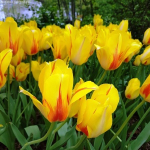 Луковица НВМ Тюльпан Хит Парад 10/11 желто-красный 5шт