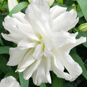 Луковица НВМ Лилия Лотус Айс 12/14 1шт/уп