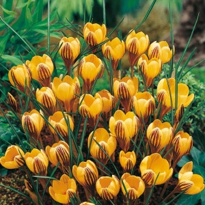 Луковица НВМ Крокус Джипси Герл 5/7 желтый 15шт