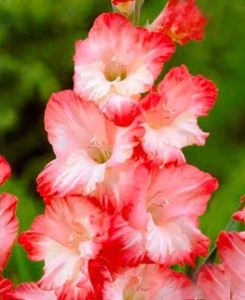 Луковица НВМ Гладиолус Пинк Лэди 10/12 5шт