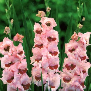 Луковица НВМ Гладиолус Вайн энд Роузес 10/12 5шт