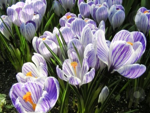 Луковица НВМ Крокус Страйпэд 6/7 фиолетовый 10шт