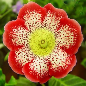 Клубень НВМ Глоксиния Тигрина Ред 5/6 1шт