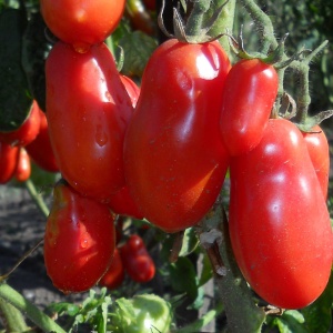 Семена томат Хохлома Авторские 0,05г Гавриш