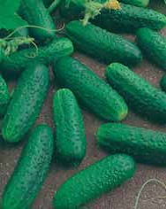 Семена огурец Маша ранний F1 7шт Агроуспех