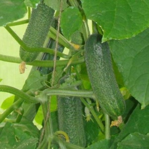 Семена огурец Барабулька корнишон F1 Авторские 1+1 20шт Гавриш