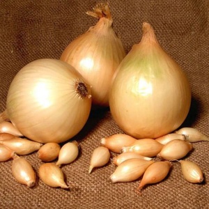 Лук-севок Купидо F1 8-21мм 0,5кг