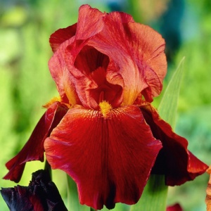 Корневище НВМ Ирис Германский Султанс Пэлэс (I) 1шт