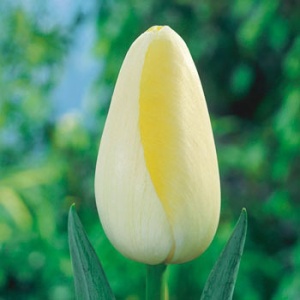 Луковица Тюльпан Ле Крин Бланк 5шт/уп, 11/12