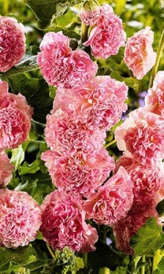 Клубень НВМ Шток роза розовая Микс 4 шт