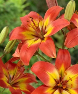 Луковица НВМ Лилия Форевер Линда 12/14 3шт/уп