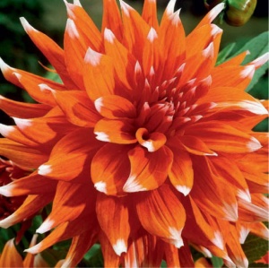 Клубень НВМ Георгина Кактусовая Колор Спектакль (II) 1шт