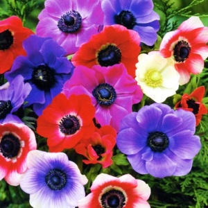 Корневище НВМ Анемона Зе Каен 5/6 10 шт