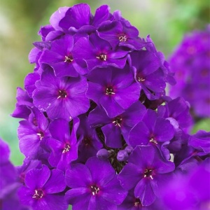 Корневище НВМ Флокс Этуаль де Пари (I) 1шт