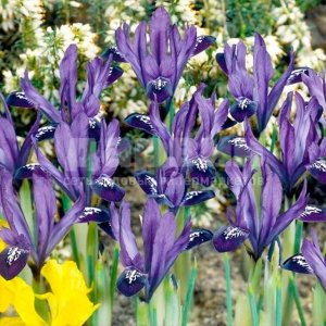 Корневище НВМ Ирис ретикулата Пёрпл Джэм 5/6 8 шт