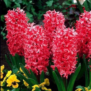 Луковица НВМ Гиацинт Джан Бос 14/15 красный 3шт