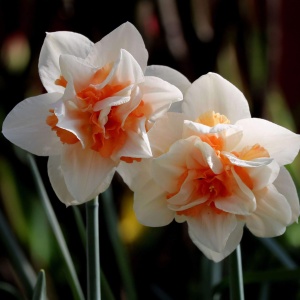 Луковица НВМ Нарцисс Реплит 10/12 бело-абрикосовый 5шт