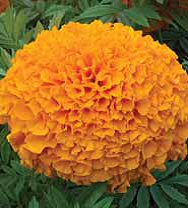 Семена цветов Бархатцы (Тагетес) Антигуа оранжевые карлики F1 7шт Агроуспех