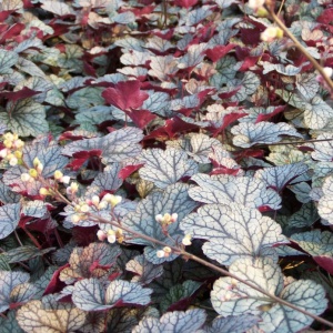 Корневище HBM Гейхера Сильвер Скроллс 1шт/уп