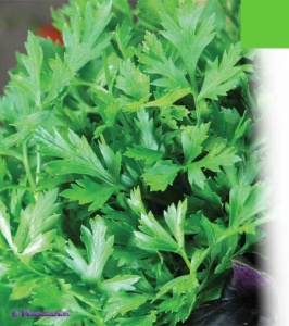 Семена петрушка Богатырь 3г Агроуспех