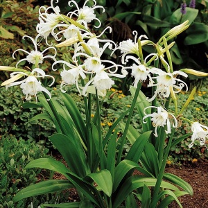 Луковица Исмен Фесталис 2шт/уп