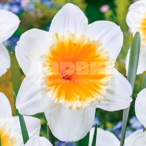 Луковица НВМ Нарцисс Слим Витман 10/12 бело-оранжевый 5шт