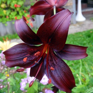 Луковица НВМ Лилия Азиатская Мапира 10/12 2шт