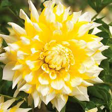 Клубень НВМ Георгина Декоративная Гранд Прикс 1шт