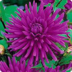 Клубень НВМ Георгина Кактусовая Перпл Гем (II) 1шт