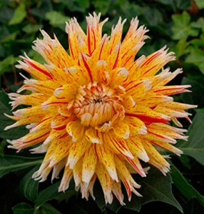 Клубень НВМ Георгина Кактусовидная Вайнсом 1шт