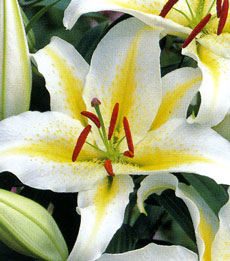 Луковица НВМ Лилия Восточная Тайм Аут 10/12 2шт