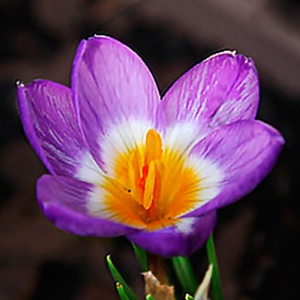 Луковица НВМ Крокус Сайбери Триколор 5/7 15шт