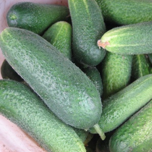 Семена огурец Герасим корнишон F1 Авторские 10шт Гавриш