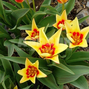 Луковица НВМ Тюльпан Корона 10/11 красный 5шт