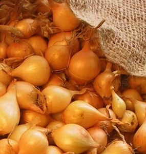 Лук-севок Сеншуй 10-21мм желтый Россия 20кг