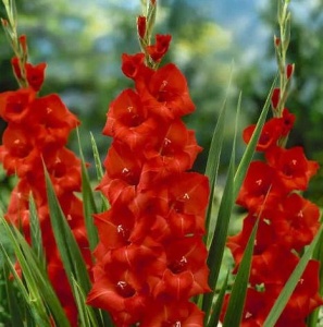 Луковица НВМ Гладиолус Матчпоинт 7 12/14 7шт