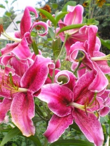 Луковица Лилия Корвара 3 шт/уп