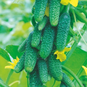 Семена огурец Конек-горбунок F1 ц/п 7шт Аэлита