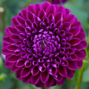 Клубень НВМ Георгина Шаровидная Бум Бум Перпл (II) 1шт