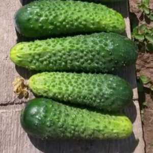 Семена огурец Лилипут пикуль F1 Авторские 1+1 20шт Гавриш