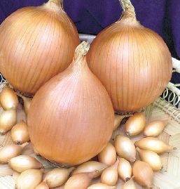 Лук-севок Стурон 10-21мм желтый 0,5кг