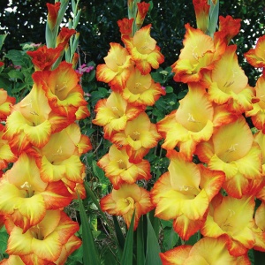 Луковица НВМ Гладиолус Принцесс 12/14 5шт/уп