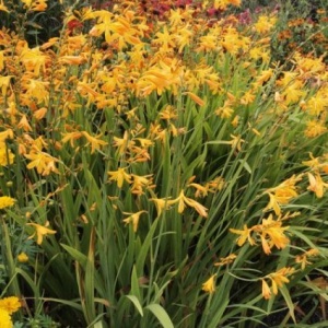 Корневище HBM Крокосмия Джордж Дависон 5шт/уп