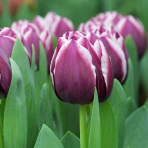 Луковица НВМ Тюльпан Муралто 10/11 пурпурно-белый 5шт