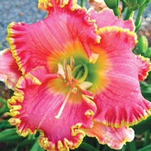 Корневище НВМ Лилейник Дивас Чойс (I) 1шт